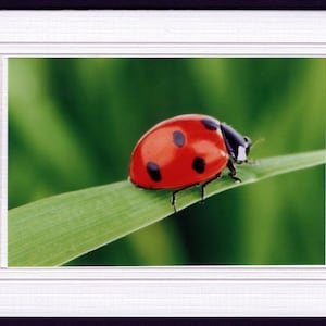 MINI Greeting Card, Photo Card, Note Card, Blank Inside Card,  LADYBUG, Handmade, Love Card.