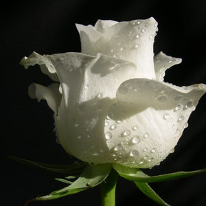 Peut inclure: Un seul bouton de rose blanche avec des gouttelettes d'eau sur les pétales. La rose est nette sur un fond noir.