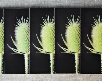 May include: Five close-up images of a green thistle flower on a black background. The thistle is a spiky, round flower with a green stem.