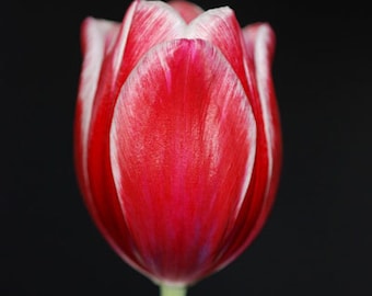 FLORAL PHOTOGRAPHY, Macro Photography, Red TULIP,  Matte Photo Paper, Ready to Frame, Wall Decor