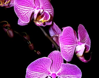FLORAL PHOTOGRAPHY, Photograph Purple Orchids, Matte Photo Paper, Ready for Framing, Wall Decor