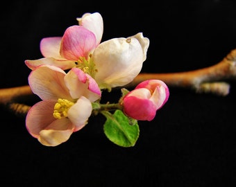 FLORAL PHOTOGRAPHY, Macro Photography, Photograph Pink Apple Blossoms, Mate Photo Paper, Ready for Framing, Wall Decor