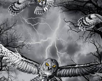 Night Fog Owls Halloween TT120621 -  C7023-NIGHT - Timeless Treasure