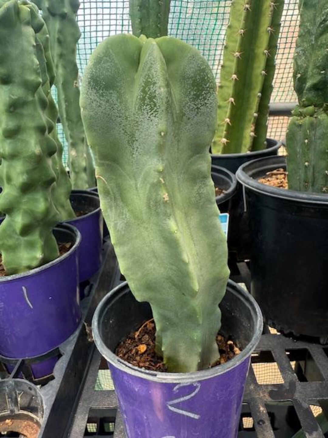 Totem Pole Cactus - Etsy