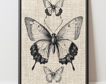 Lámina vintage de mariposas: Arte entomológico de polillas, ilustración de insectos (descarga digital)