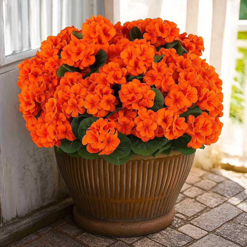 copper spoon plant Copper Spoon ( Kalanchoe orgyalis ) for Sale