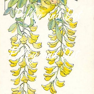 Golden chain flower fairy vintage digital