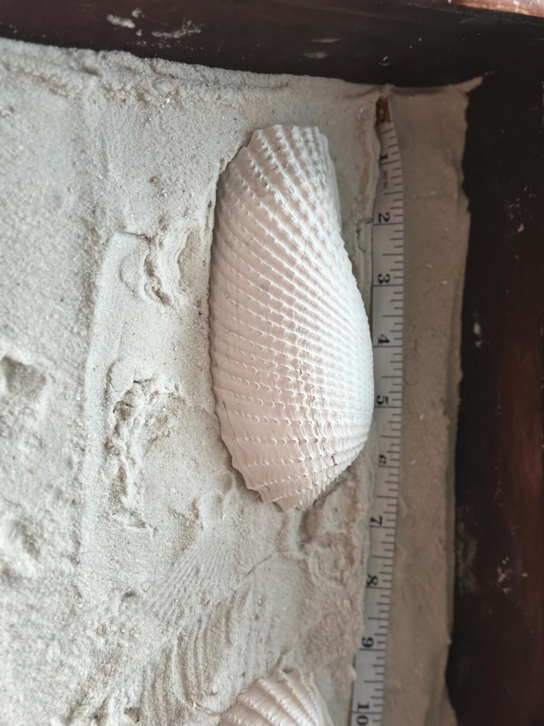 Large Angel Wing Shell Halves Pair | Authentic Florida Angelwing ...