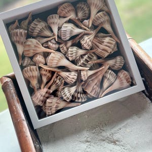 May include: A framed collection of seashells. The seashells are light brown with dark brown striped patterns. The frame is white and the background is black. The seashells are arranged in a decorative display.