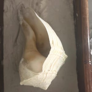 May include: A large, cream-colored conch shell with a textured surface, resting on a bed of sand within a wooden frame. The shell's opening reveals a smooth, pale interior, contrasting with the rough exterior. The shell is a natural, organic form.