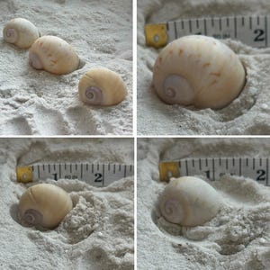 May include: Several beige seashells with spiral patterns are partially buried in white sand. A measuring tape shows the shells are approximately 2 inches in diameter. The shells have a smooth, glossy texture.