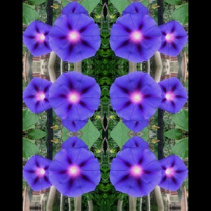 May include: A symmetrical pattern of purple morning glory flowers with white centers. The flowers are arranged in a circular pattern with the centers of the flowers facing outward.