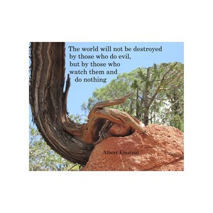 May include: A gnarled tree branch lies on a large red rock with a blue sky in the background. The quote "The world will not be destroyed by those who do evil, but by those who watch them and do nothing" is written in black text. The quote is attributed to Albert Einstein.