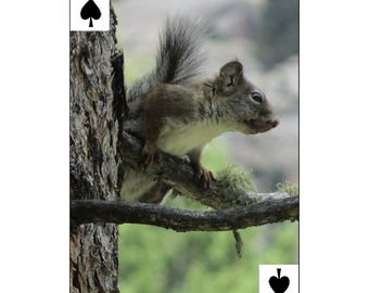 Wild Squirrels on 52 Illustrated Playing Cards with Jokers-Card games are more fun, Red, Black squirrels, chipmunk