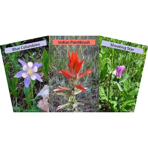 May include: Three wildflowers: Blue Columbine, Indian Paintbrush, and Shooting Star. The Blue Columbine has purple and white petals with a yellow center. The Indian Paintbrush is bright red. The Shooting Star has a pink flower with a yellow center.