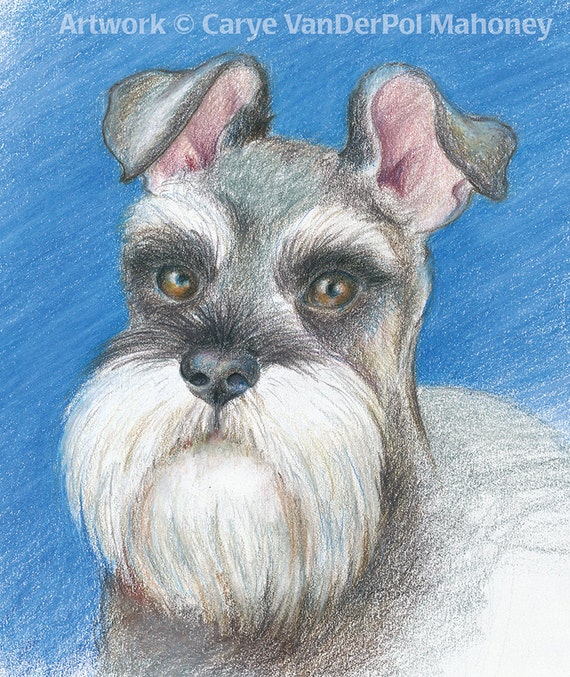 grey and white schnauzer
