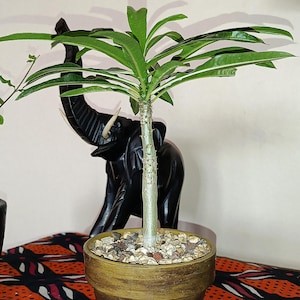 Peut inclure: Une plante Pachypodium avec une tige épaisse, claire et épineuse, dotée de longues feuilles étroites vert foncé, plantée dans un pot en terre cuite marron texturé rempli de petits cailloux, devant une figurine d'éléphant en bois noir.