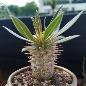 Pachypodium Gracilius & Pot Caudex Madagascar Rare Succulent Xerophyte