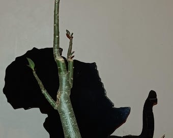 Adenium Obesum Single Specimen Caudex Succulent