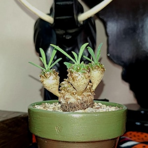 Pode incluir: Uma pequena planta suculenta com três caules bulbosos, texturizados e de cor castanha, cobertos por folhas verdes, plantada num vaso de cerâmica bicolor verde e castanho com um pequeno símbolo estampado no rebordo superior verde.