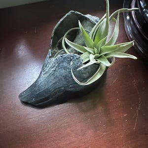 May include: A small, dark gray, carved stone planter shaped like a shell, holding a vibrant green air plant. The air plant has long, slender leaves and is centered in the planter. The planter sits on a dark wooden surface.