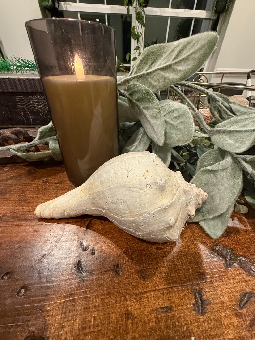 Huge Fossilized East Coast Whelk Conch Seashells - Etsy