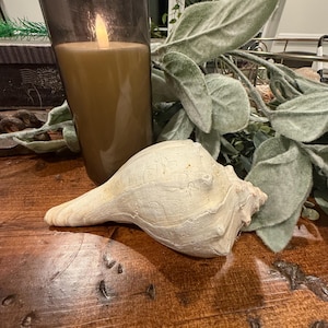 May include: A large, off-white conch shell rests on a wooden surface, next to a lit brown candle in a glass holder. The candle's flame glows, and soft green foliage is in the background. The shell has a textured surface.
