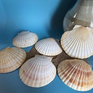 May include: A collection of seashells in various sizes and colors, including white, cream, and light brown, arranged on sand against a blue background. A decorative glass jar filled with sand is also present.
