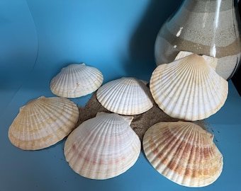 Large Natural Scallop Shells - Coastal Home Decor, Crafting Set (6)