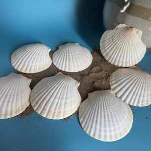 Könnte beinhalten: Eine Ansammlung weißer Jakobsmuscheln mit geriffelter Textur, angeordnet auf Sand vor blauem Hintergrund. Im Hintergrund ist ein Glasbehälter mit Sand zu sehen. Die Muscheln haben ein natürliches, organisches Aussehen.