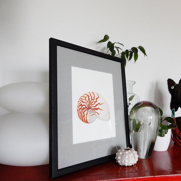 Art print after my watercolor Nautilus for wall decoration