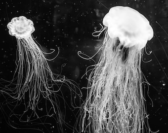 Cyanea #2 - Zwart-witfotografie - Formaat 30x40 cm