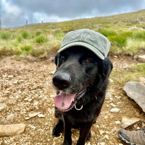 以下が含まれることがあります： 白い文字で「CYMRU」と書かれた緑色の帽子をかぶった黒い犬。犬は舌を出して岩の表面に座っています。背景には緑の草と曇り空があります。