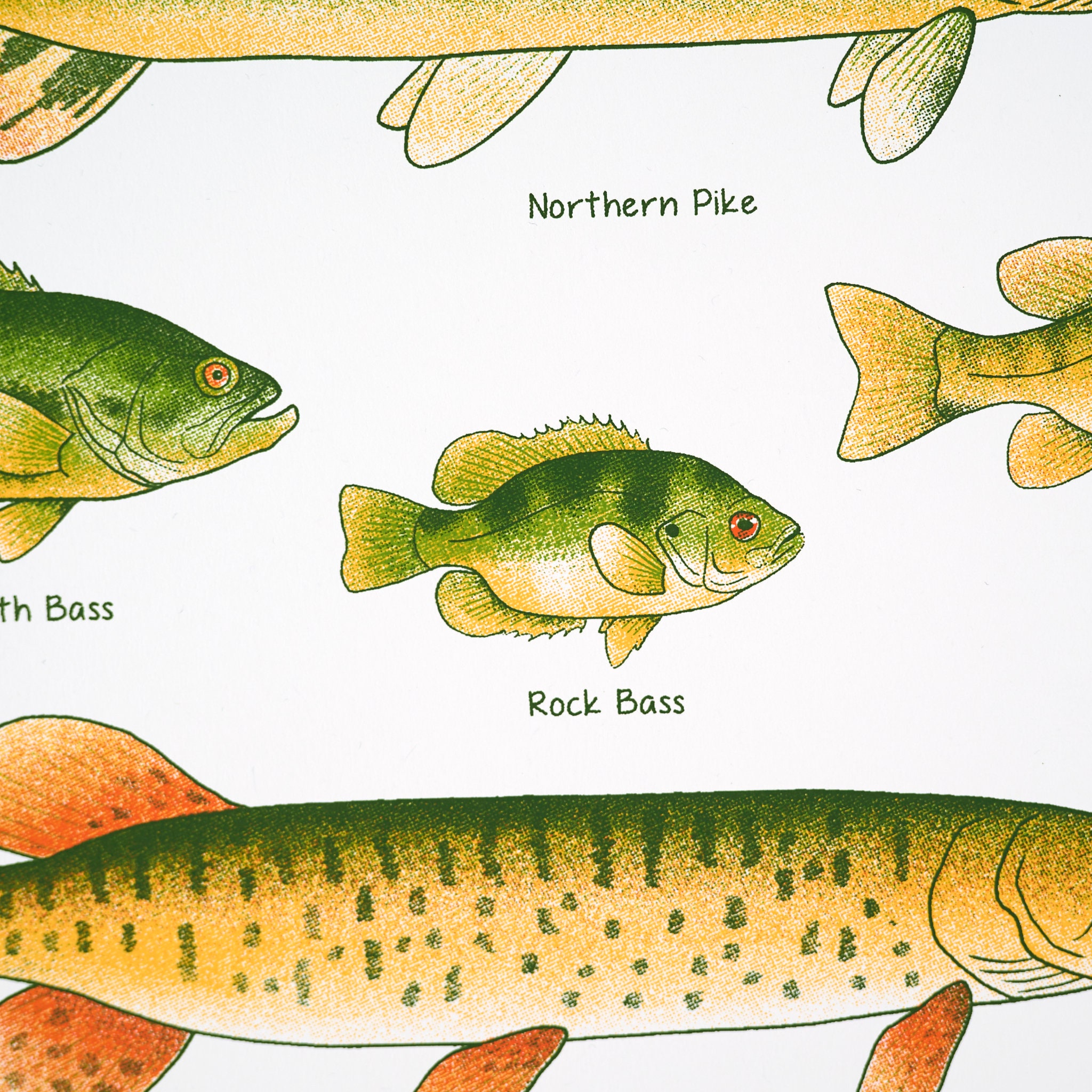 11 X 14 Fish Guide Screen Print Poster - Etsy