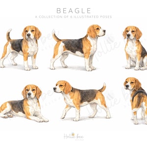 Pode incluir: Uma coleção de seis poses ilustradas de um cão Beagle. As ilustrações mostram o cão em várias posições, incluindo em pé, sentado e deitado. O Beagle tem uma pelagem tricolor com marcas castanhas, pretas e brancas. O texto "BEAGLE" e "A COLLECTION OF 6 ILLUSTRATED POSES" está no topo.