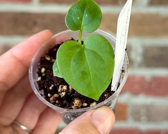 Anthurium Crystallinum Híbrido
