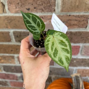 Anthurium silver blush - Etsy 日本