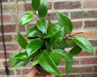 Hoya Sunrise