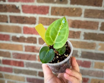 Anthurium Carla Híbrido
