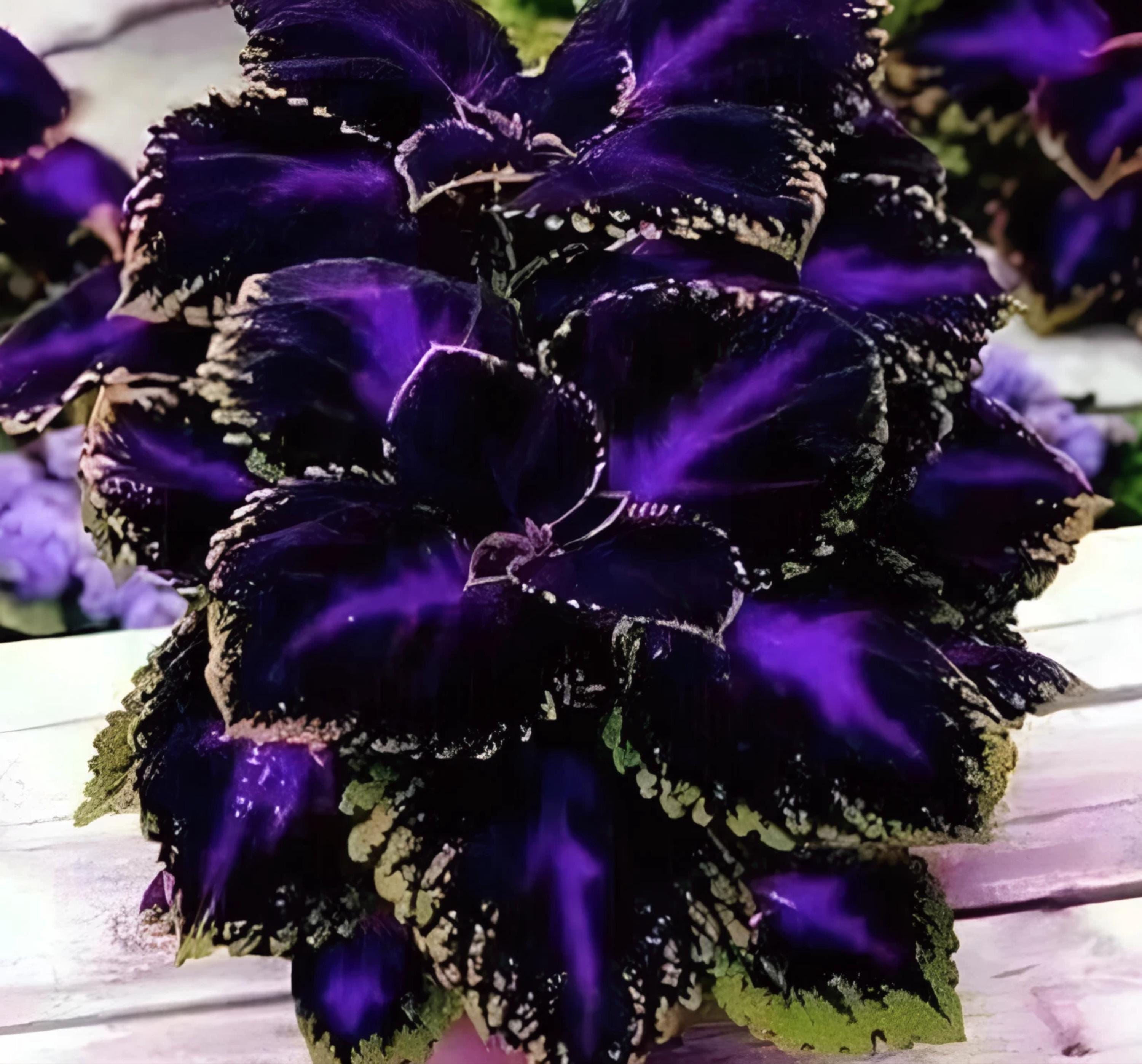 25+ Black Purple Coleus Seeds | Rare Ornamental Foliage | Shade Plant for Garden & Pots | Easy to Grow | Deer Resistant | Bold Color