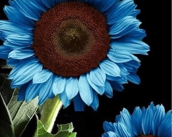 35 Blue Sunflower Seeds | Rare Hybrid Colorful Bloom | Garden Bonsai Plants | Organic Non-GMO | Fast Shipping | US Seller