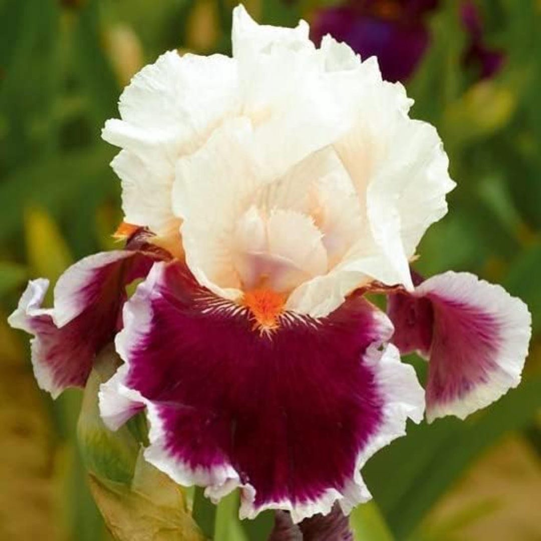 Irory Colored Roses Heirloom Iris Seeds: Rare Mixed Colors, Easy Grow Perennial Blooms - Etsy