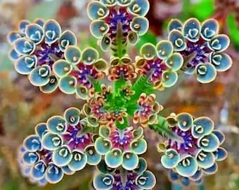 Mother of Millions Seeds | Kalanchoe Tubiflora Succulent | Drought Tolerant Plant | 25 Rare Seeds | Unique Houseplant | Easy Grow Succulent