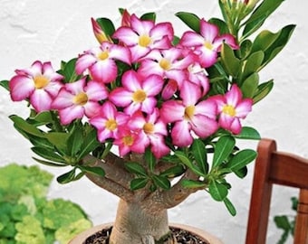 Mixed Color Desert Rose Seeds – 5 Adenium Obesum Seeds – Rare Bonsai Flowering Plant – Exotic Colors – Easy Grow – USA Seller