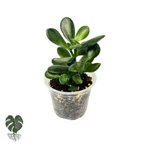 May include: A small jade plant in a clear plastic pot. The plant has thick, rounded, dark green leaves and is set against a white background. The pot contains dark soil and is partially filled with small, light-colored particles.