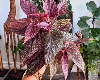 Begonia Maculata ‘Pink Spot’ ( Large Plant) | 3" Growers Pot | Rare Collector Angel Wing Begonia
