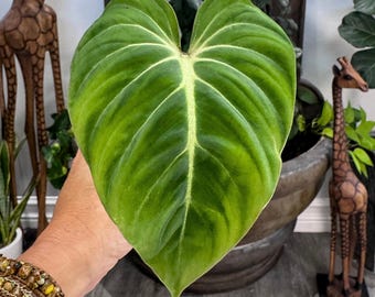 Philodendron Gloriosum Dark Form Exact Plant Free Shipping - Etsy