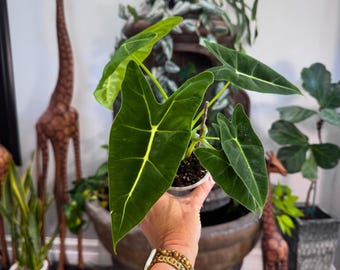 Alocasia Frydek | 3" Grower’s Pot
