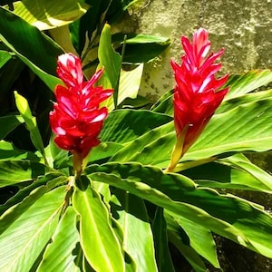 Hawaiian Red Ginger  'Alpinia Purpurata' | 3" Growers Pot | Starter Plant