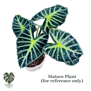 May include: An Alocasia Frydek plant with dark green, velvety, heart-shaped leaves featuring prominent, bright white veins. The plant is potted in a white container with dark soil. Text at the bottom reads: Mature Plant (for reference only).